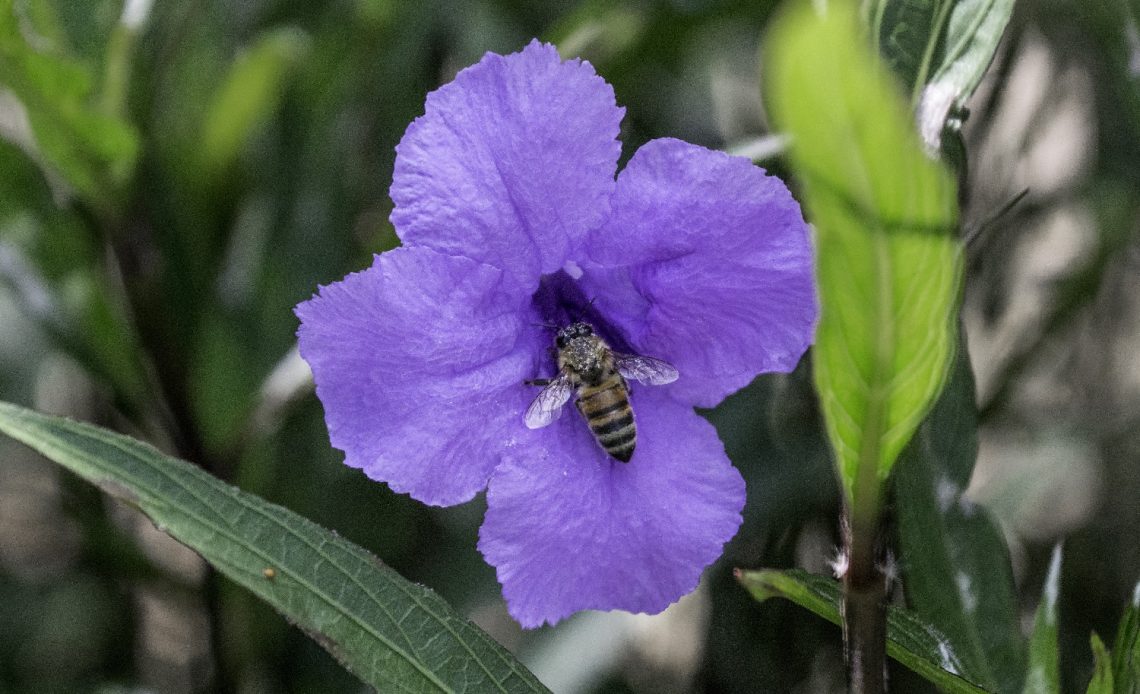 do-bees-like-petunias