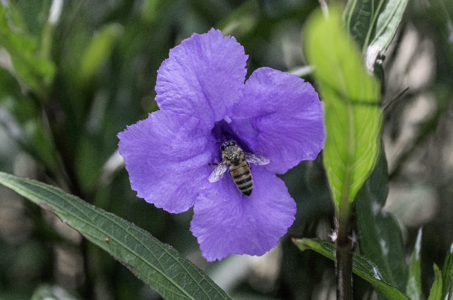 Do Bees Like Petunias?