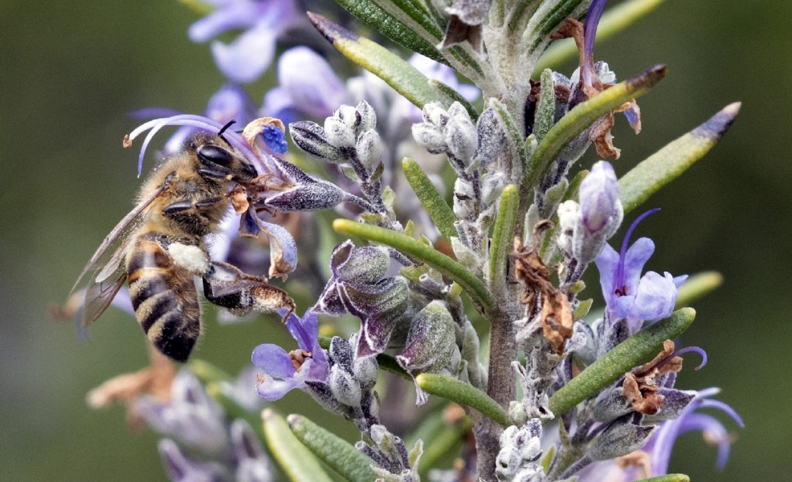 do-bees-like-rosemary