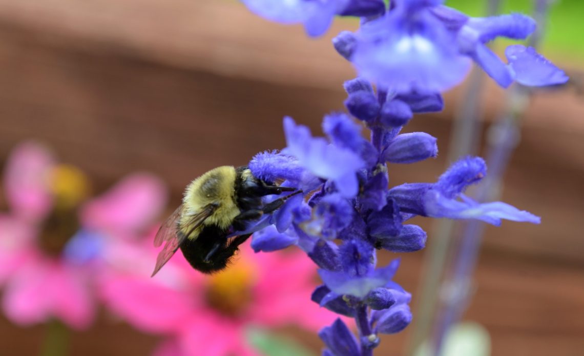 do-bees-like-salvias