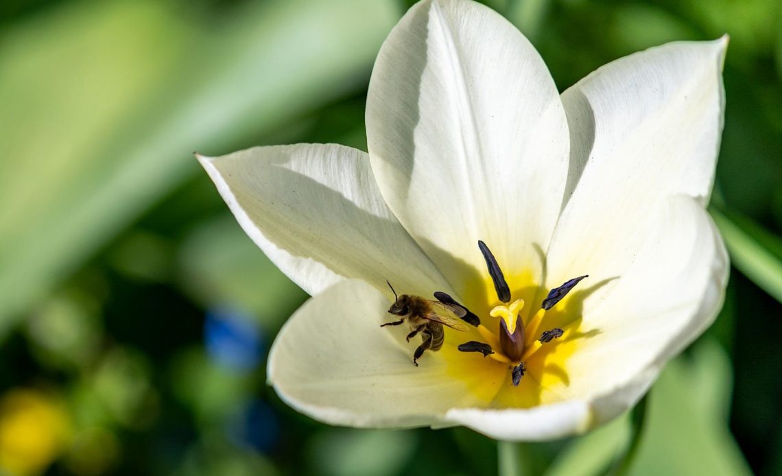 do-bees-like-tulips
