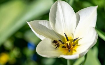 Do Bees Like Tulips?