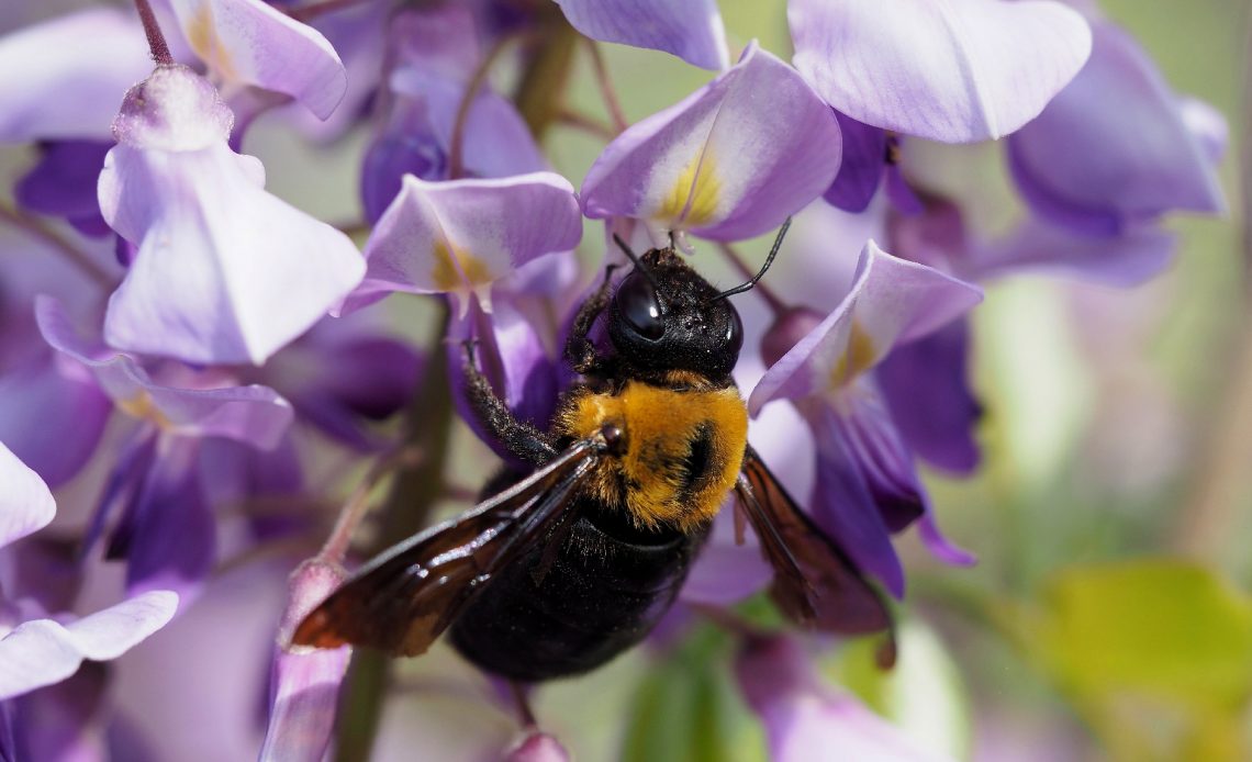 do-bees-like-wisteria