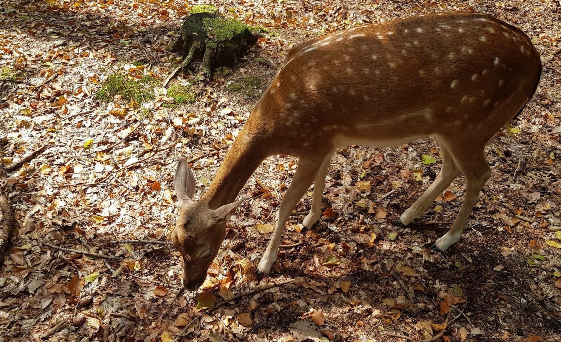 do-deer-eat-acorns