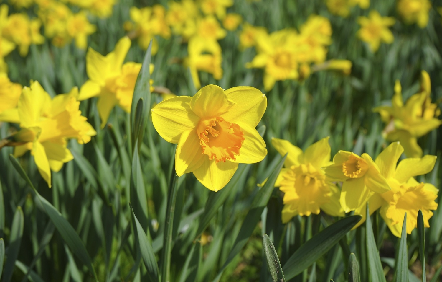 What Pest Eats Daffodils at McLellan blog