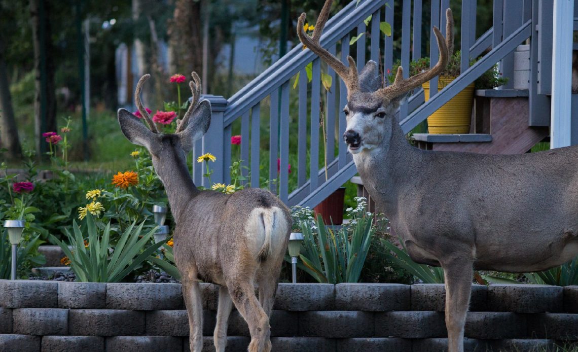 do-deer-eat-daylilies