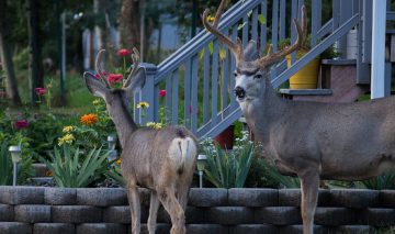 Do Deer Eat Daylilies?