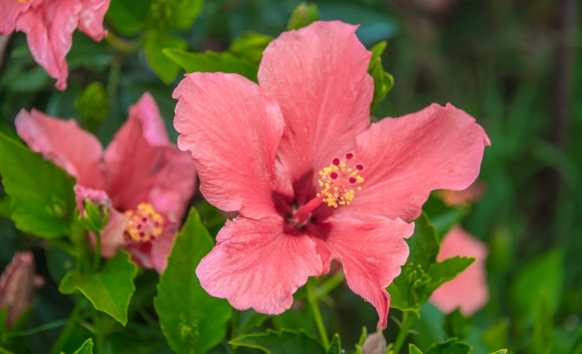 do-deer-eat-hibiscus