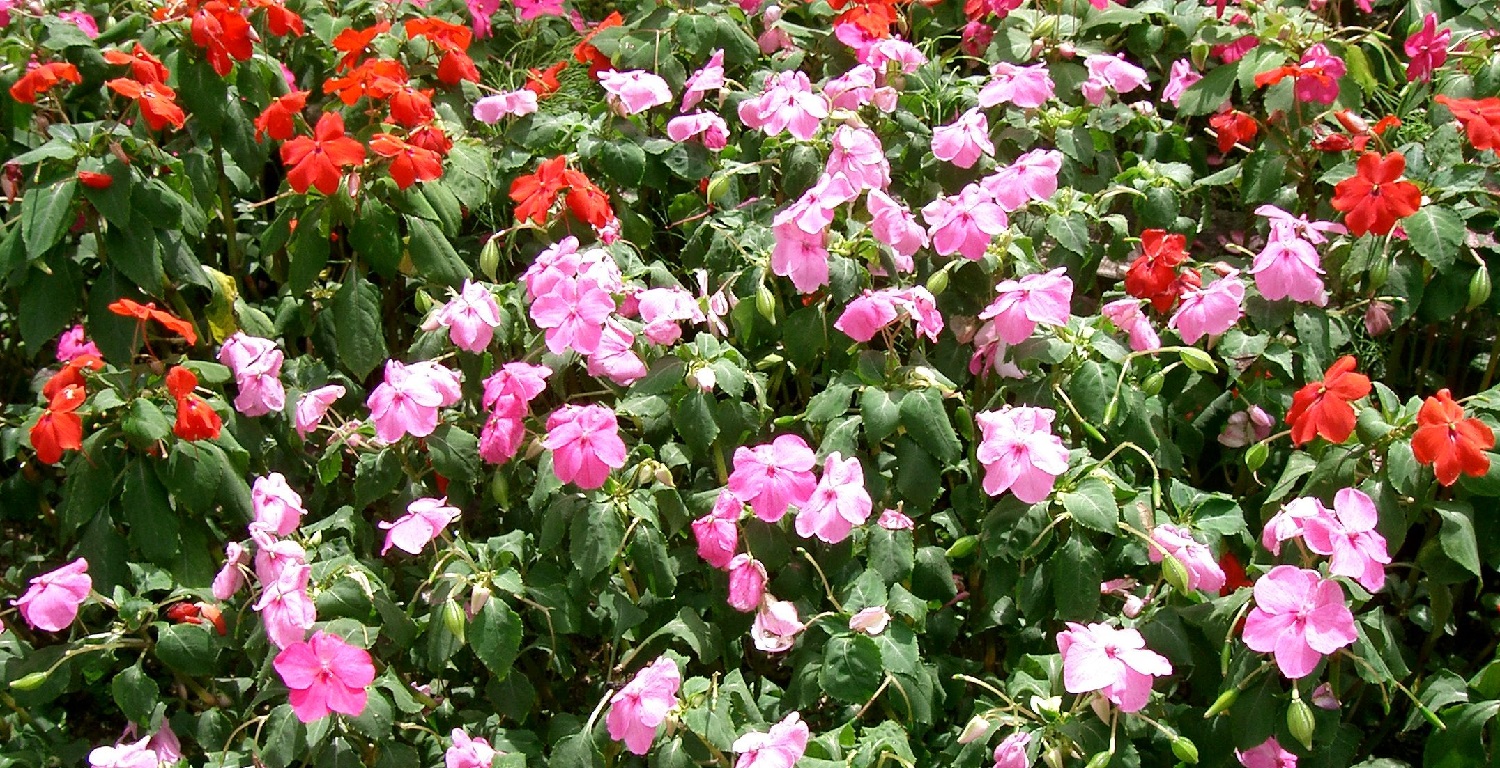 Do Deer Eat Impatiens?