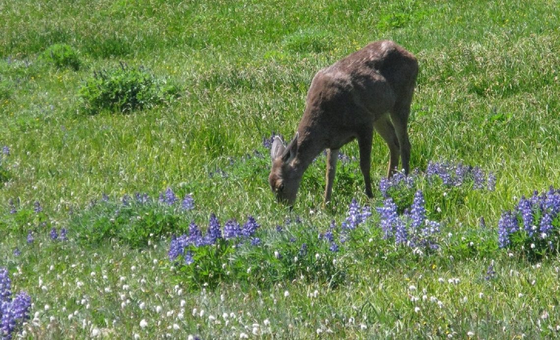 do-deer-eat-lavender