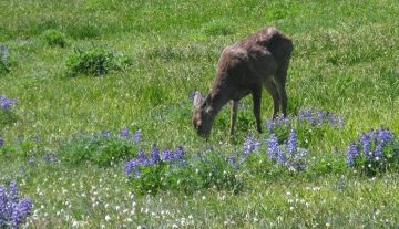 Do Deer Eat Lavender?