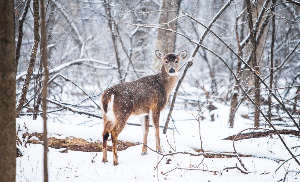 do-deer-eat-meat