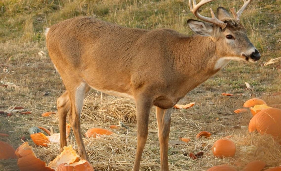 Do Deer Eat Pumpkins In The Winter