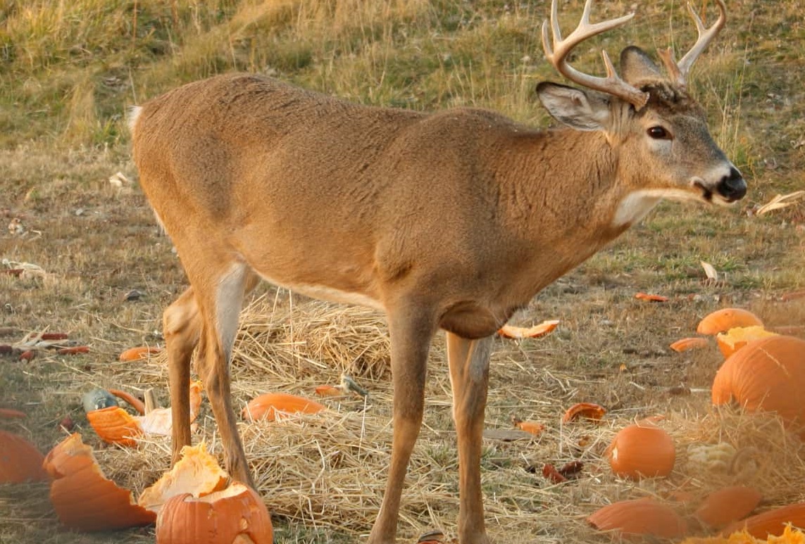 Do Deer Eat Pumpkins In Texas