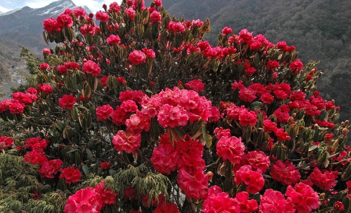 do-deer-eat-rhododendron