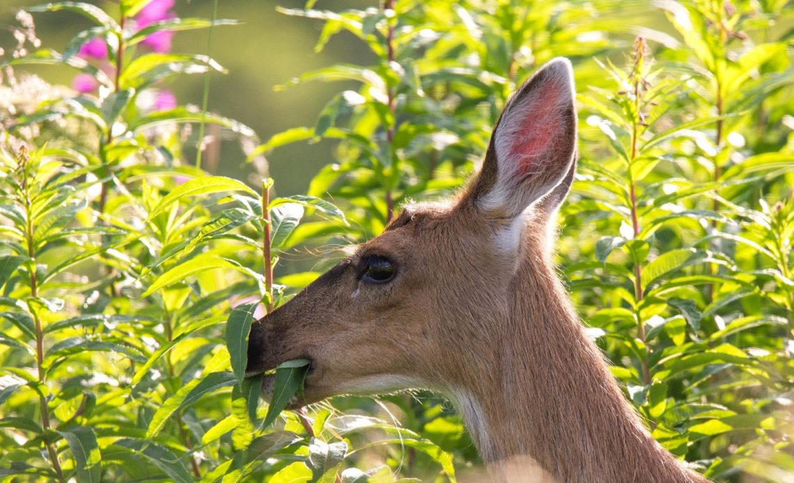 do-deer-eat-sunflowers