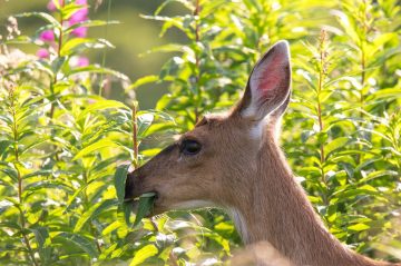 Do Deer Eat Sunflowers?