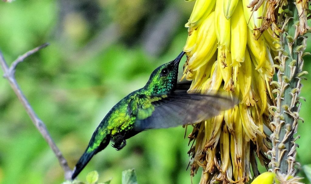 ring neck parrot food