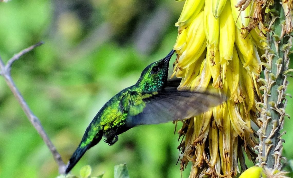 do-hummingbirds-eat-bananas