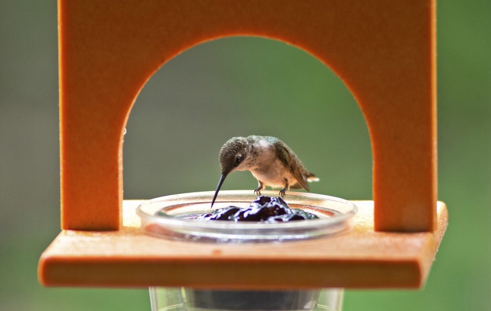 hummingbird feeder ring