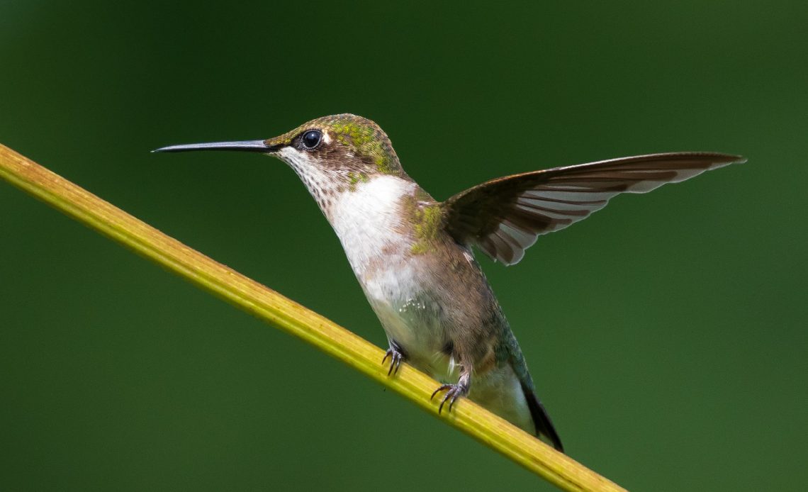 do-hummingbirds-eat-mosquitoes