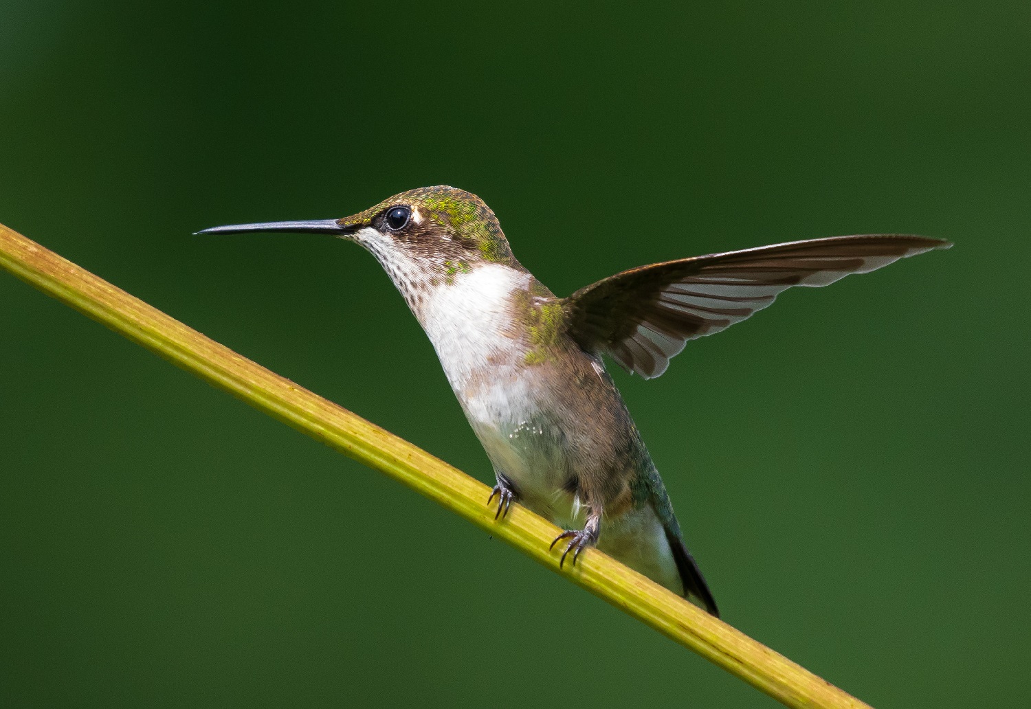 Do Hummingbirds Eat Mosquitoes?