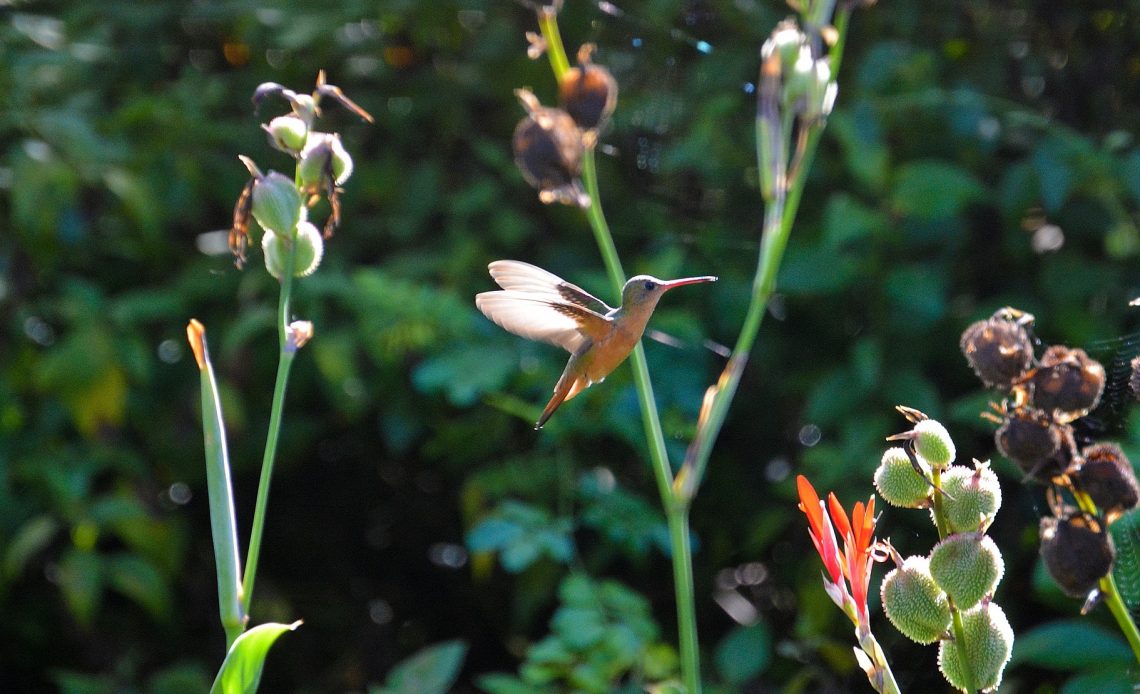 do-hummingbirds-eat-seeds