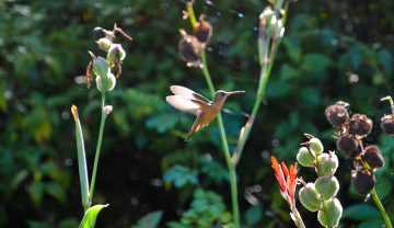 Do Hummingbirds Eat Seeds?