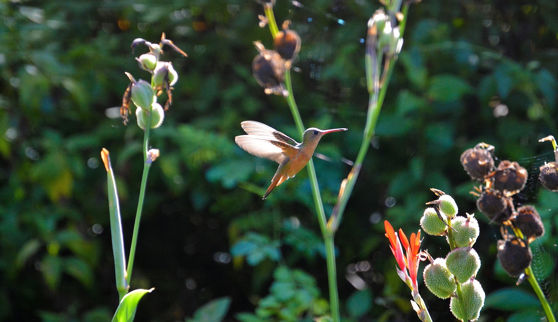 do hummingbirds eat seeds