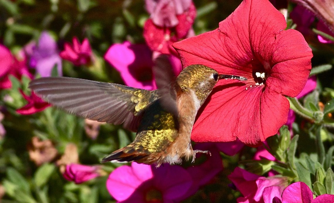 do-hummingbirds-like-petunias