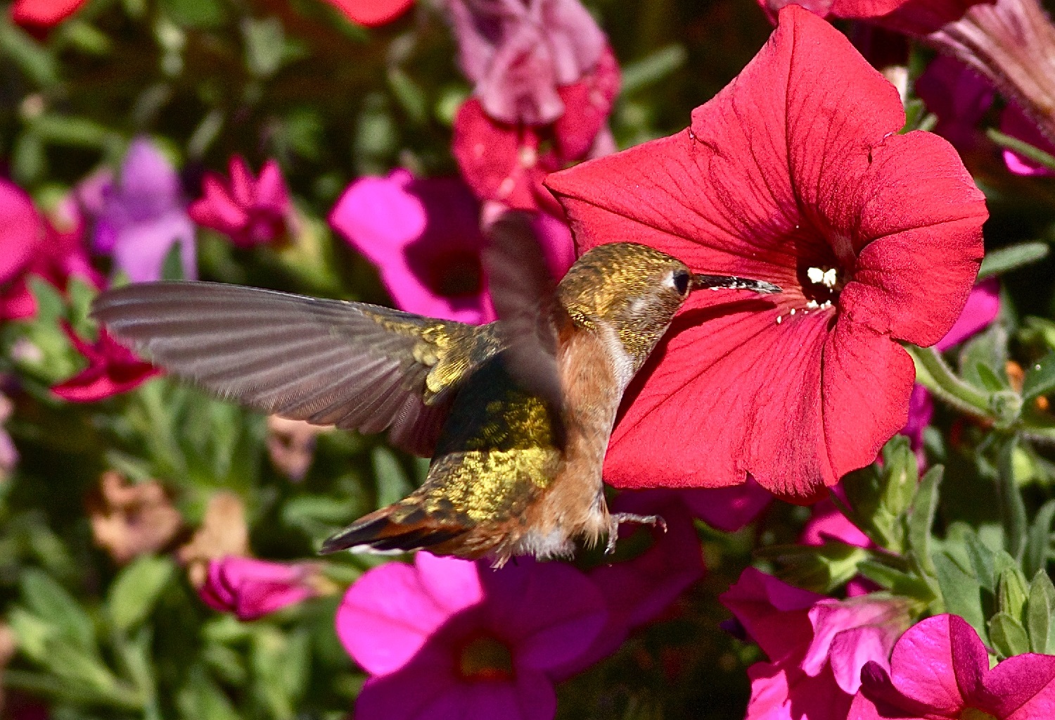Do Hummingbirds Like Petunias?