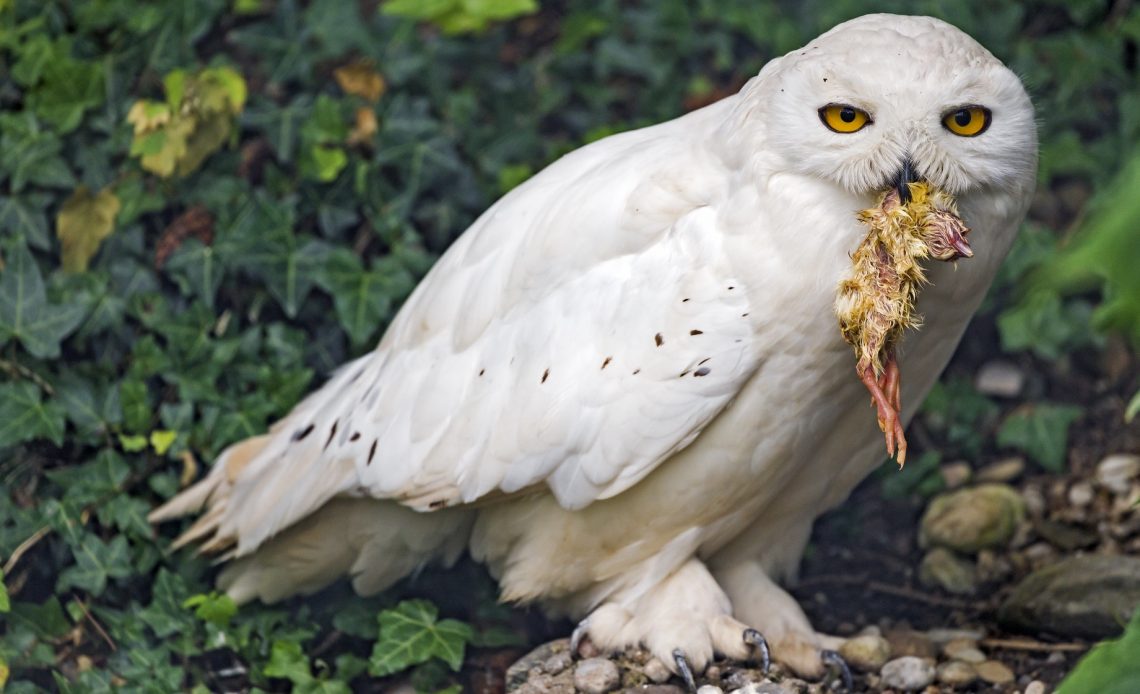 do-owls-eat-birds