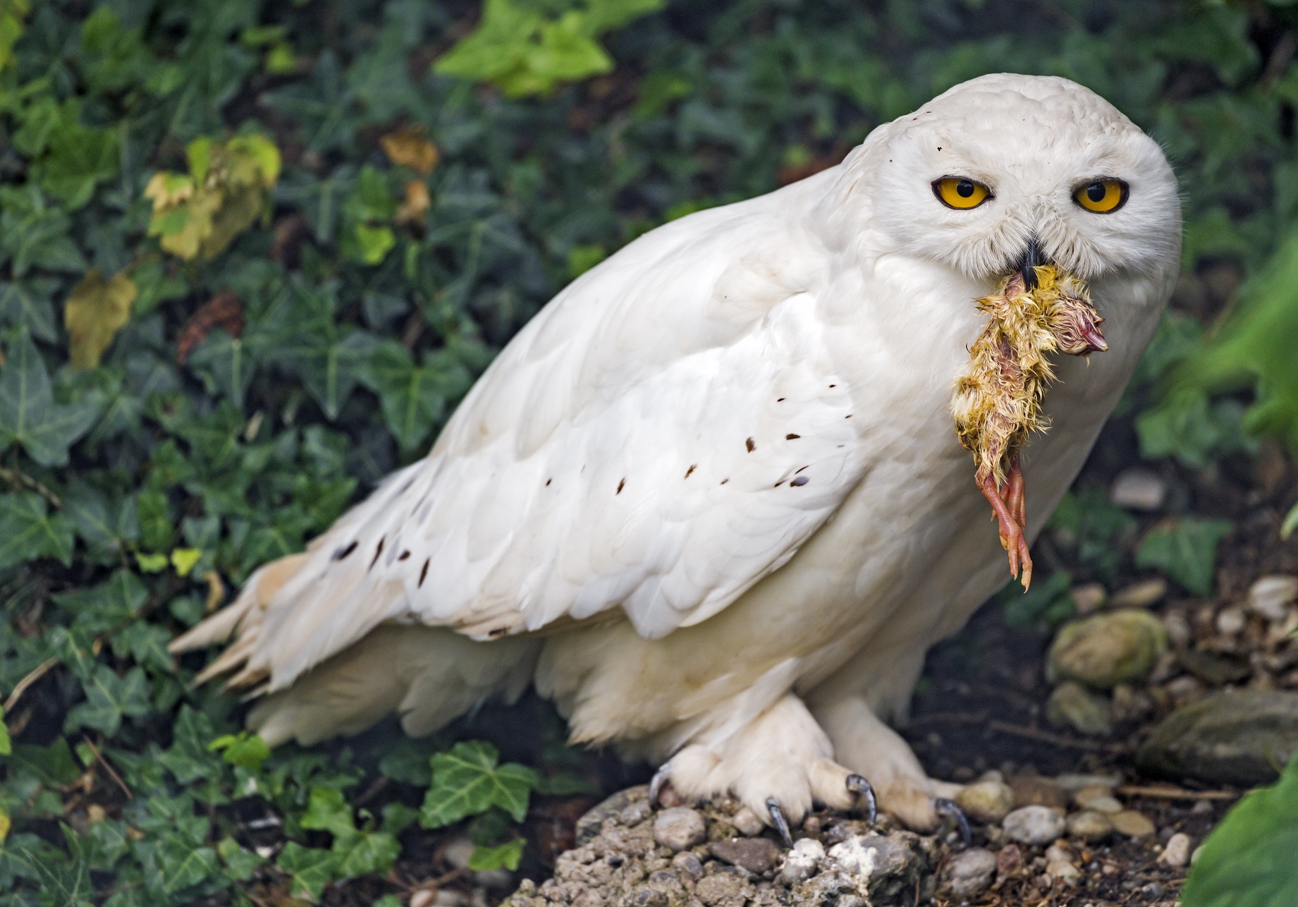 Do Owls Eat Birds 