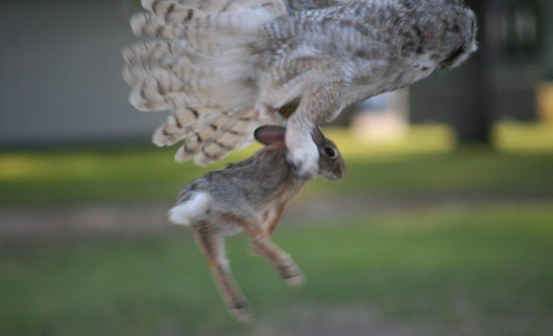 do-owls-eat-rabbits