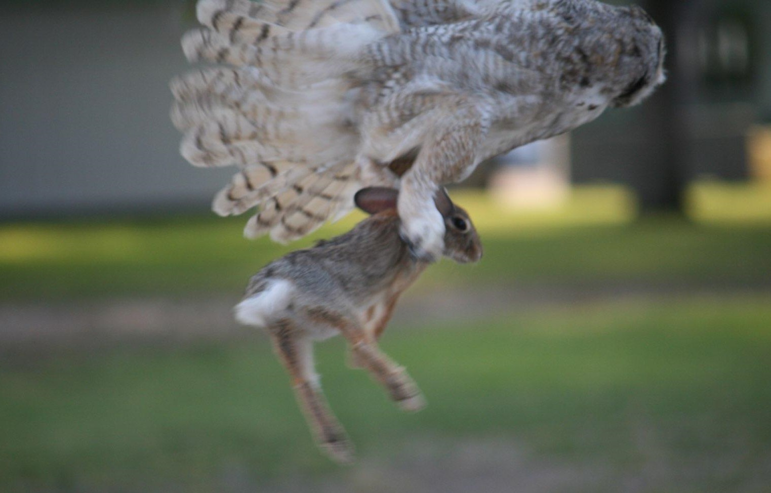 Do Owls Eat Rabbits