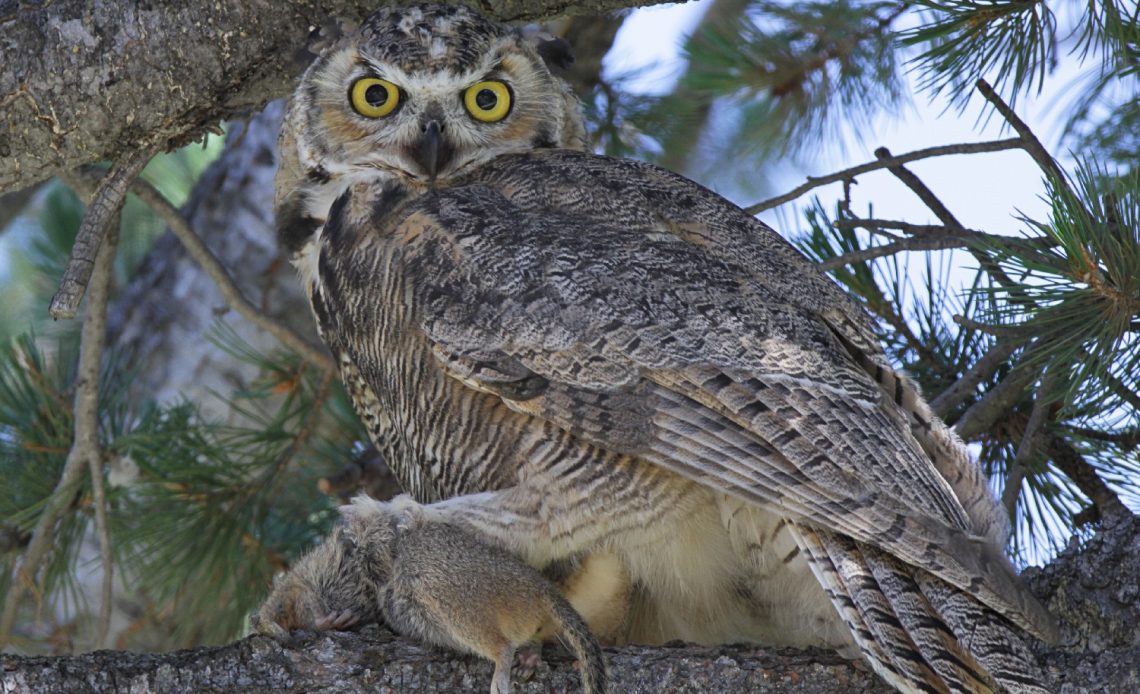 do-owls-eat-squirrels