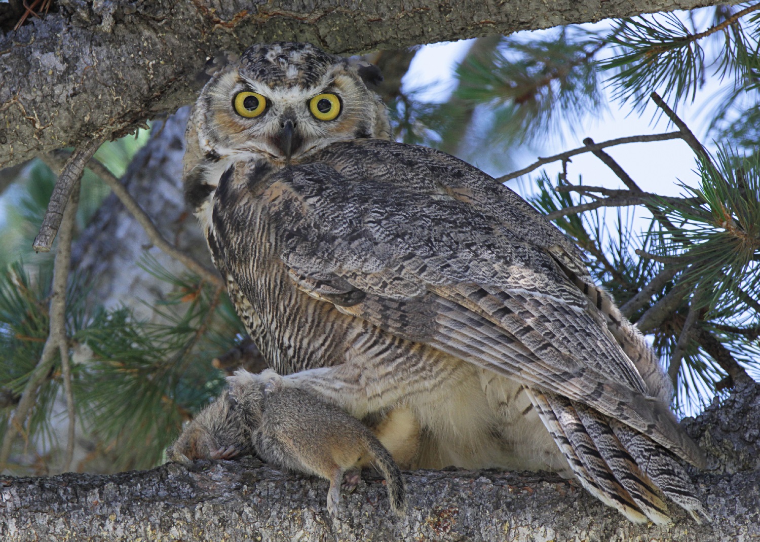 Do Owls Eat Squirrels?