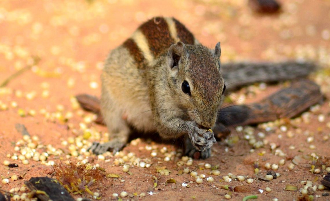 do-squirrels-eat-meat