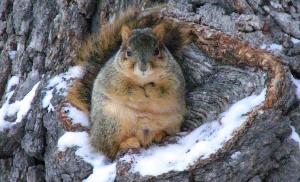 squirrels hibernate in winter