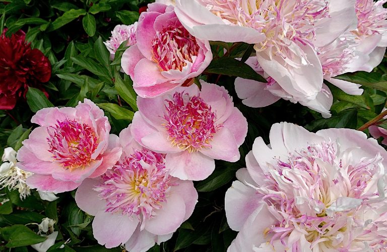 What Do Peonies Smell Like?