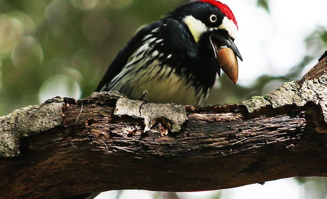 do-woodpeckers-eat-acorns