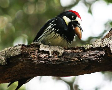 Do Woodpeckers Eat Acorns?