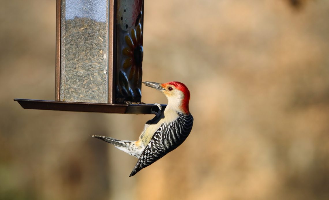 do-woodpeckers-eat-bird-seed