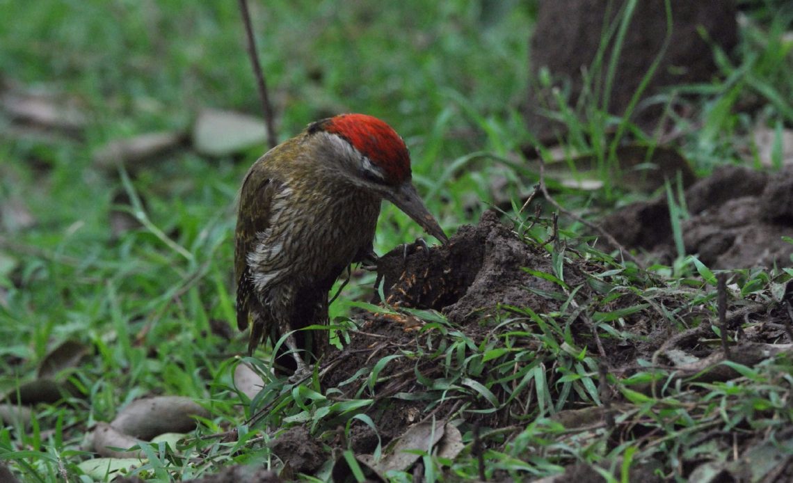 do-woodpeckers-eat-termites