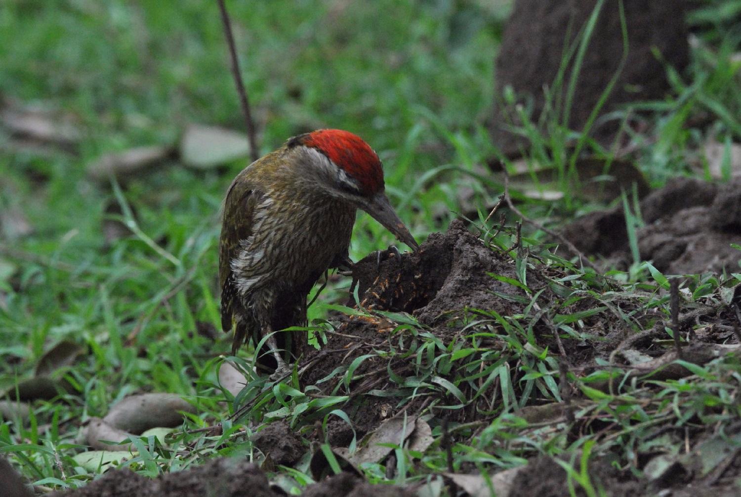 Do Woodpeckers Eat Termites?
