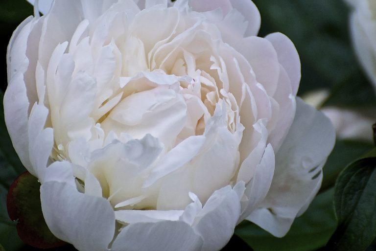 What Do Peonies Smell Like?