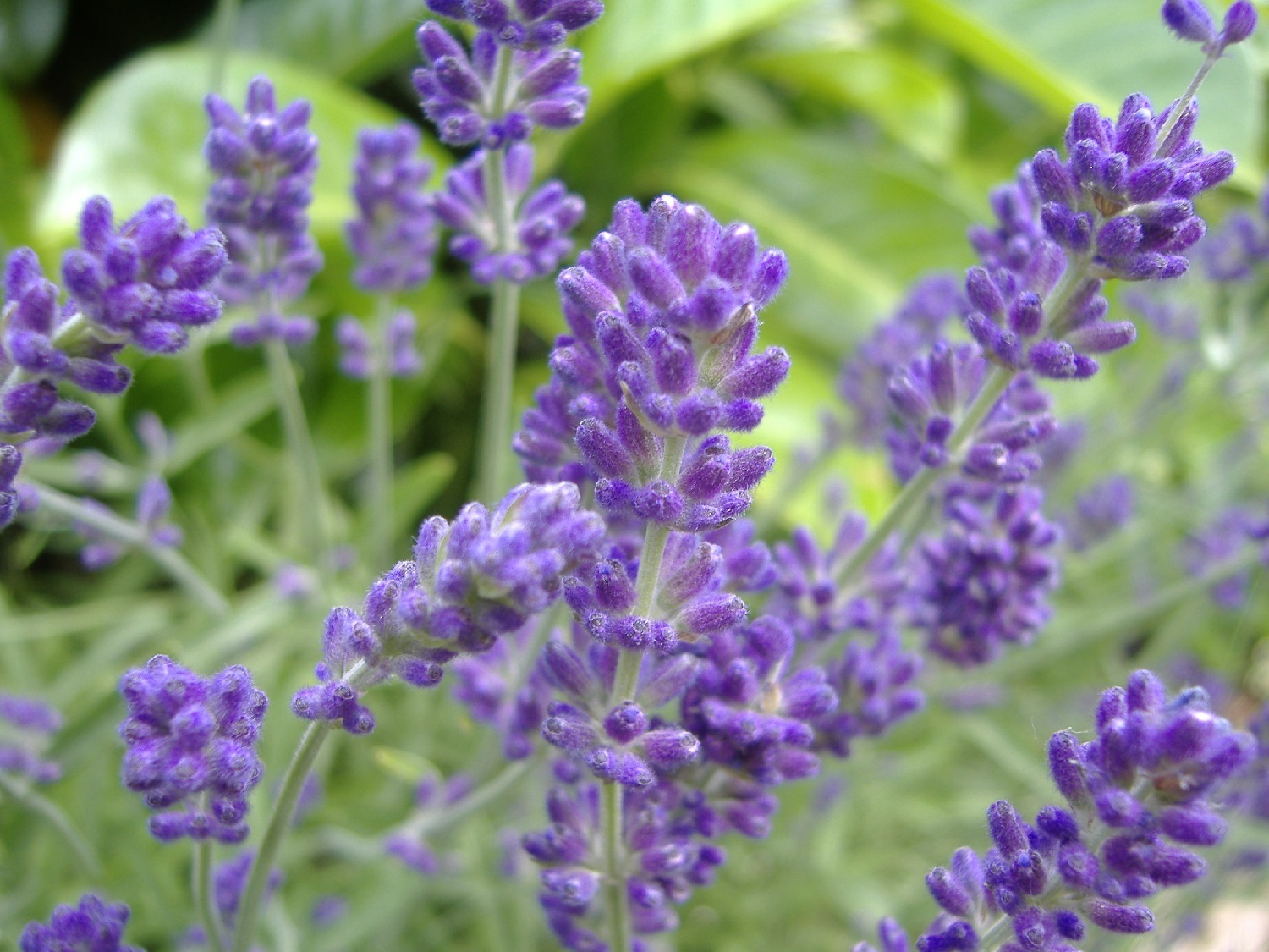 When Does Lavender Bloom?