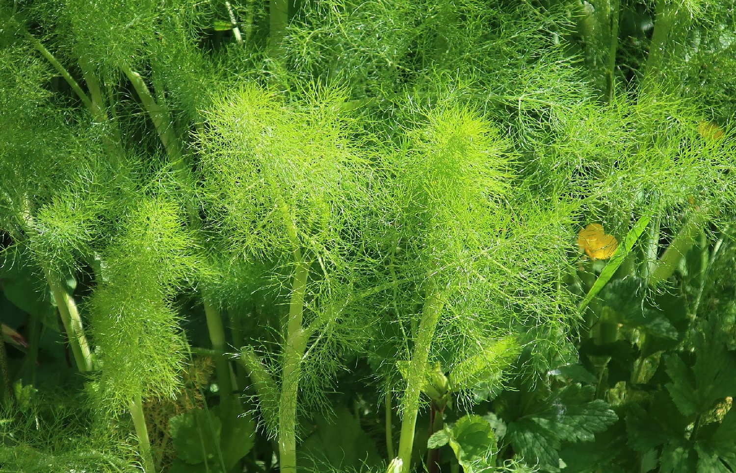 3 Plants That Look Like Fennel (Don’t Mix Them Up!)