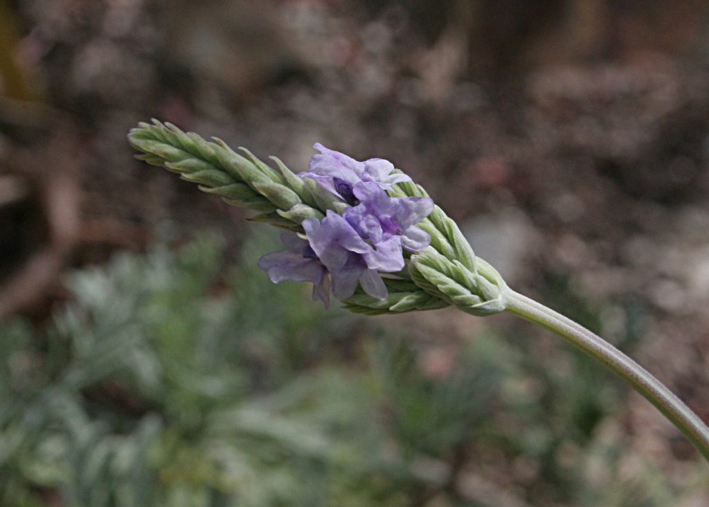When Does Lavender Bloom?