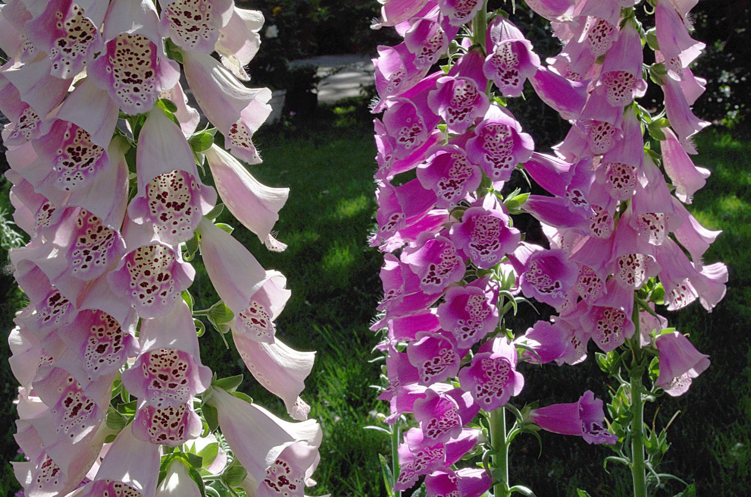 3 Plants That Look Like Foxglove